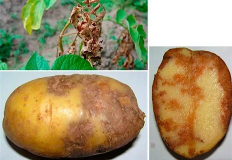 Гниет картофель что делать