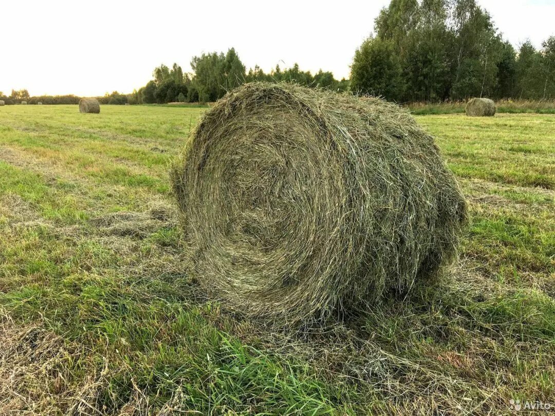 Продажа сена в тюках. Сено (Клевер+люцерна) 1 тюк. Сено Луговое разнотравие тюки. Сено в рулонах. Сено в рулонах и тюках.