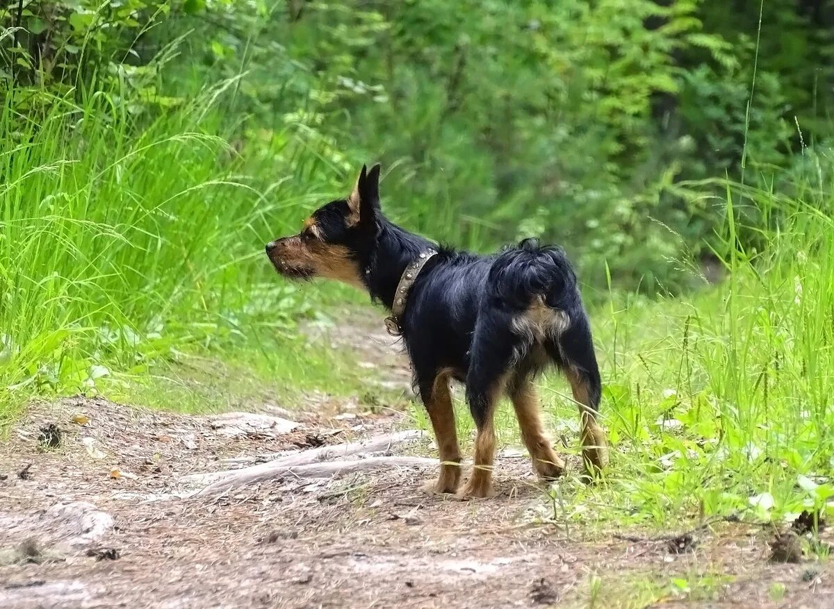 Чапа чапа 10 часов. Xfgfx. Собака "чапа". Небольшие собаки для охраны. Чапа чапа собака чапа.