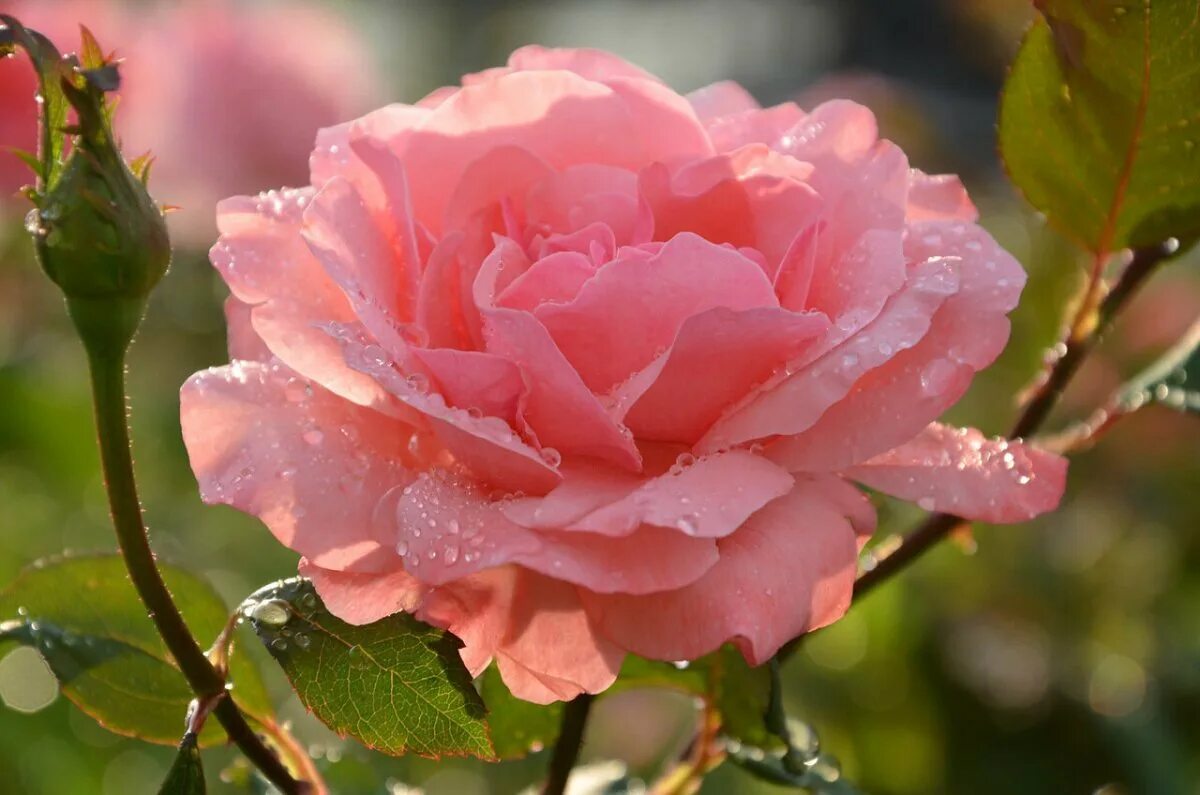 Нежным ароматом роз. Красивые розы. Нежные розы. Розовые розы в саду.