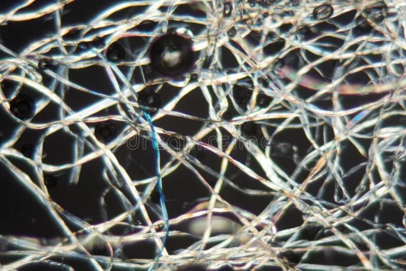 Cotton Fibers Under the Microscope Stock Photo - Image of close, material: 84441