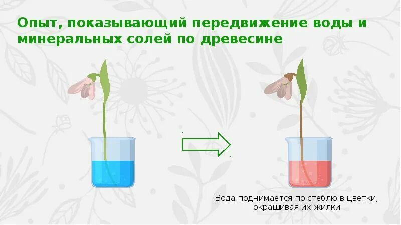 По какой части стебля передвигается вода. Опыт показывающий передвижение воды и Минеральных солей по древесине. Передвижение воды и Минеральных веществ по стеблю. Передвижение воды и питательных веществ в растении. Опыты передвижение воды и Минеральных веществ.