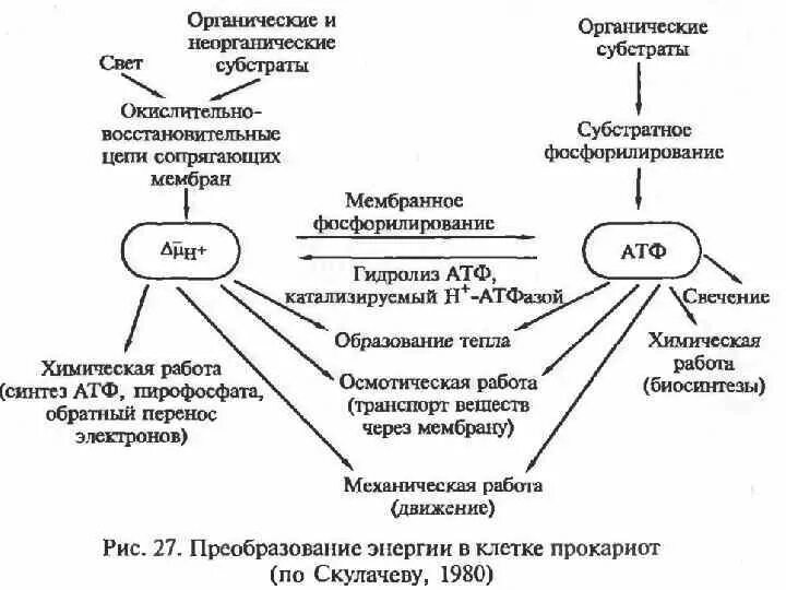 Особенности метаболизма прокариот. Энергетический обмен у прокариот. Энергетический метаболизм прокариот. Синтез атф цикл кребса. Тип обмена веществ у прокариотов.