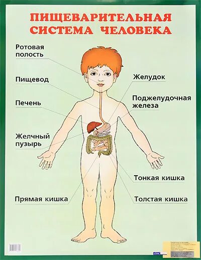 строение органов пищеварительной системы. схема пищеварительной системы человека для детей. пищеварительная система схема для детей. пищеварительная система схема для детей. пищеварение для детей.
