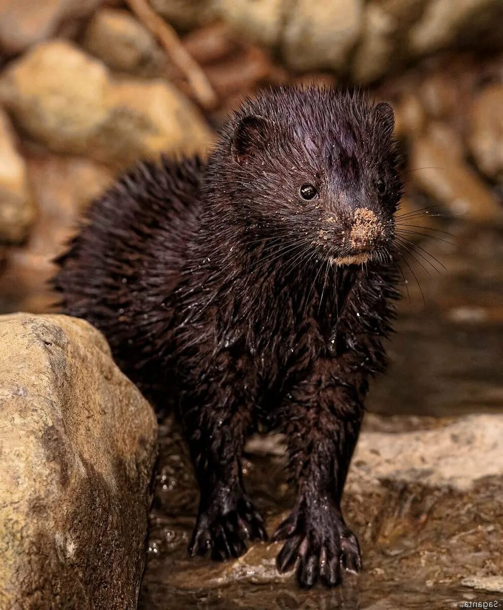 Норка фото. Европейская норка Mustela lutreola (Linnaeus, 1761). Американская норка (Mustela Vison). Mustela lutreola норка. Кавказская европейская норка.