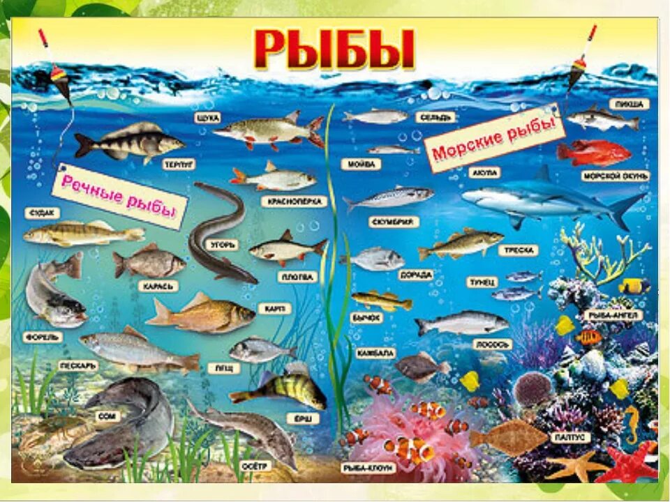 Рыбы Пресноводные и морские для детей. Морские и речные рыбы для детей. Обитатели рек морей и океанов. Обитатели морей и рек для детей. Живой мир морей и океанов подготовительная