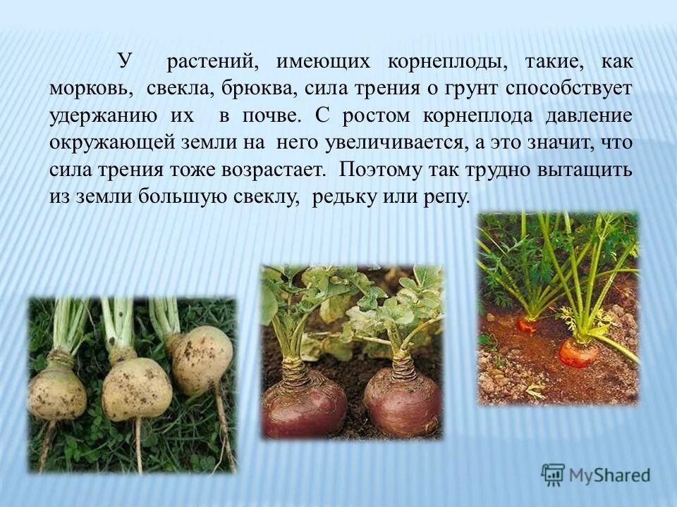 роль корня в жизни растения. значение корня в жизни растения. роль корневища в жизни растения. растения имеющие корнеплод. какую роль в жизни растения играет корнеплод.