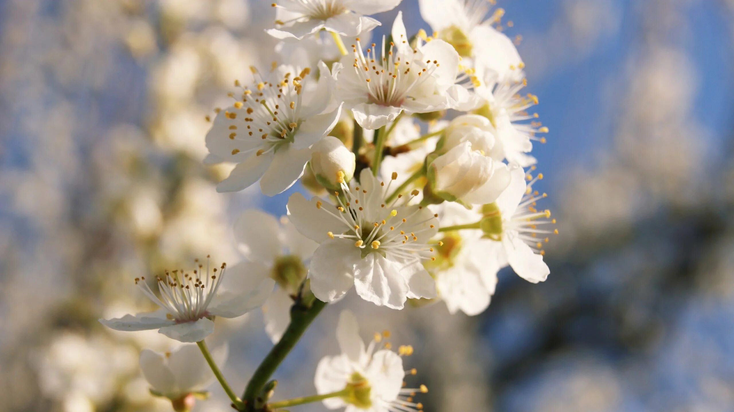 It s flower time