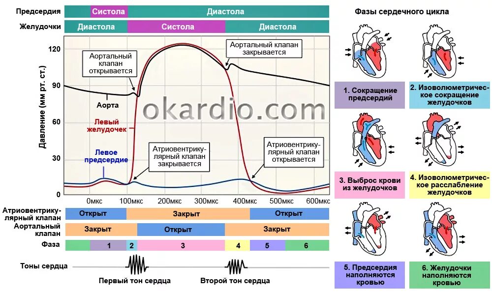 Чем отличается предсердие от желудочка. Фазы систолы и диастолы. Фазы сердечного цикла систола и диастола. Фазы систолы и диастолы желудочков. Фазы сердечного цикла давление.