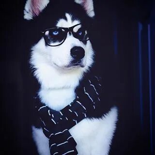 нυѕĸιeѕ αdvenтυreѕ (@huskiesadventures) * Instagram photos and videos Cute ...