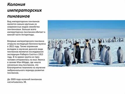 Где обитает императорский