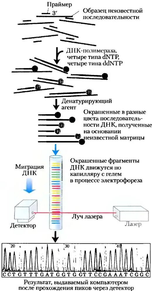 Метод секвенирования днк. Схема химического секвенирования ДНК. Секвенирование ДНК метод Сэнгера. «Плюс-минус» метод секвенирования ДНК. Метод терминаторов секвенирование.