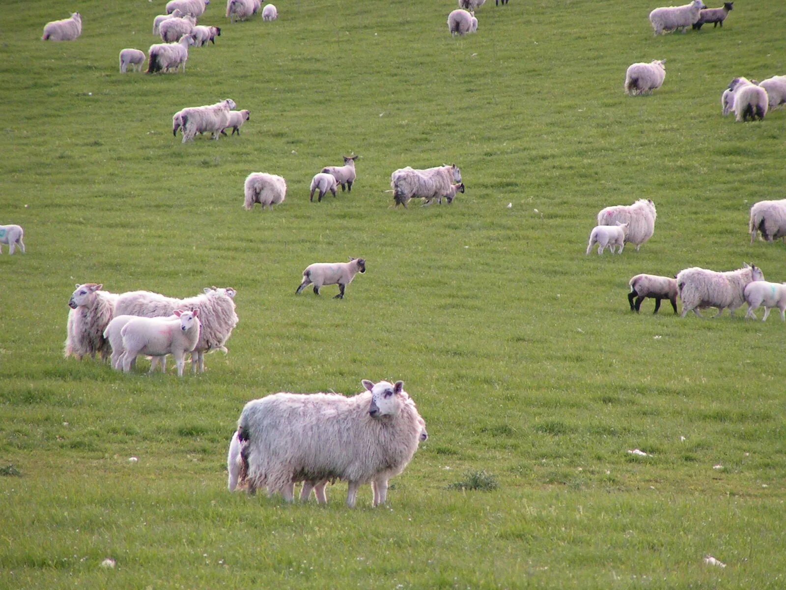 The sheep in the field. Шотландия ферма. шотландия ферма гохфельд. sheep field. sheep holistic planned grazing system.