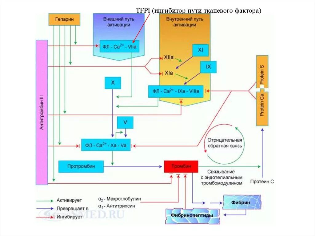 Противосвёртывающая система крови схема. Свертывающая и противосвертывающая системы крови схема. Противосвертывающая система крови биохимия схема. Противосвертывающая система гемостаза. Ингибиторы свертывания крови