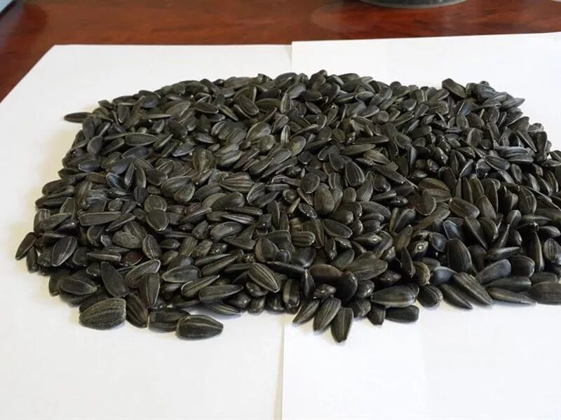 подсолнечник калиброванный. подсолнечник калиброванный. семечки калиброванные. подсолнечник калиброванный. калиброванный подсолнечник.