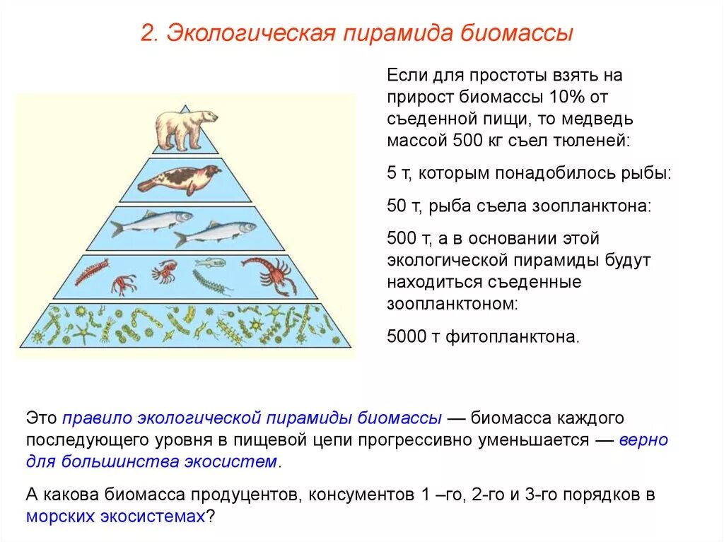 Экологические пирамиды пирамида биомасс. Пирамида биомассы пирамида численности пирамида. Экологическая пирамида биомассы Перевернутая. Пирамида численности биология. Сравните суммарную биомассу суши и океана