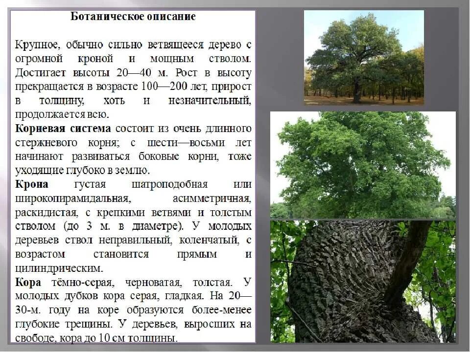 Рассказ о дубе. Рассказ о дереве дуб. Сообщение о дереве. Дуб дерево описание.