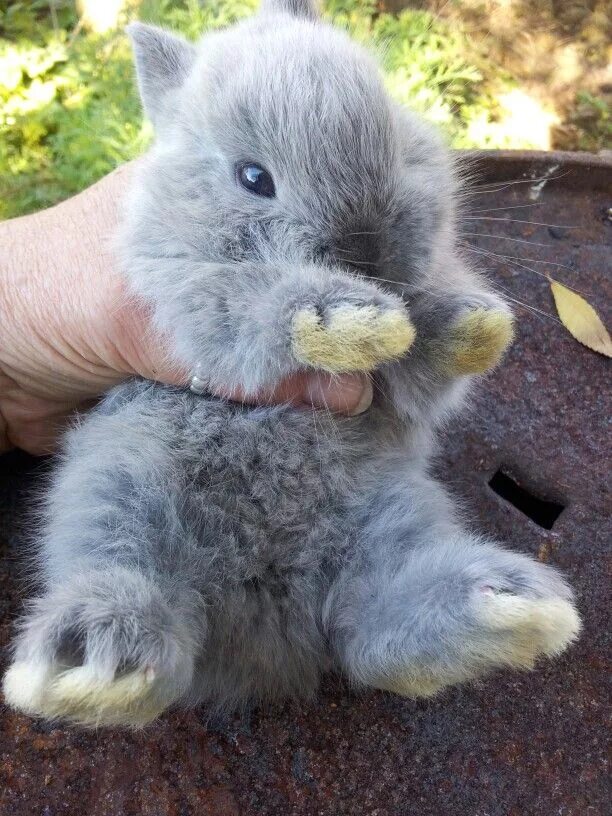 Порода маленьких кроликов. Карликовый кролик. Кролики декоративные Карликовые. Миниатюрный кролик. Карликовый кролик пушистый.