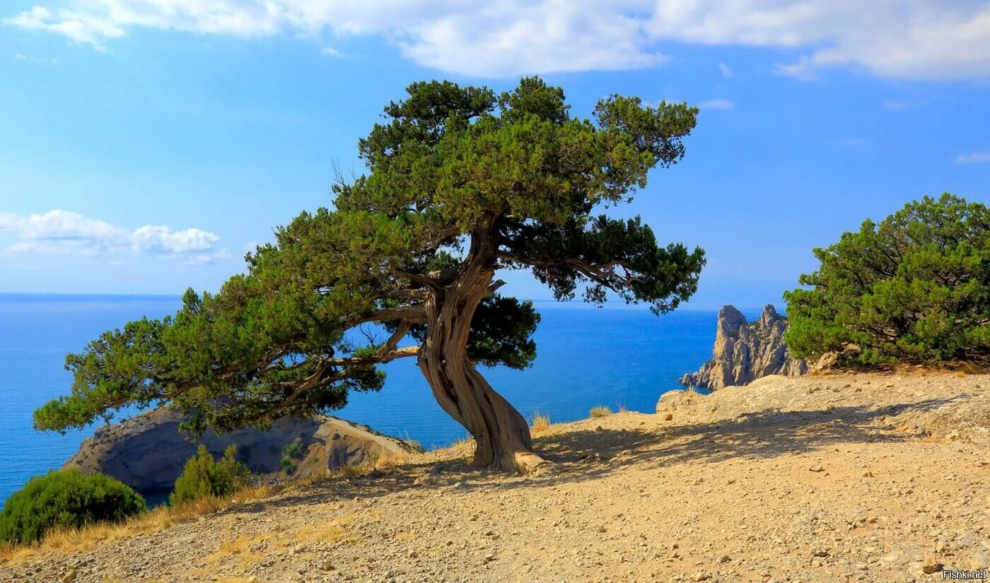 Черное море деревьев