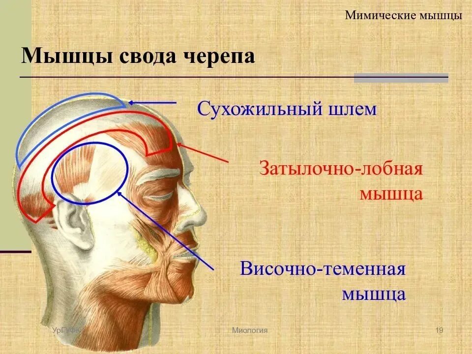 Массаж апоневроза головы