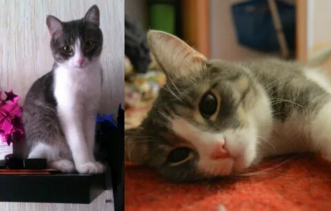 Тима котик