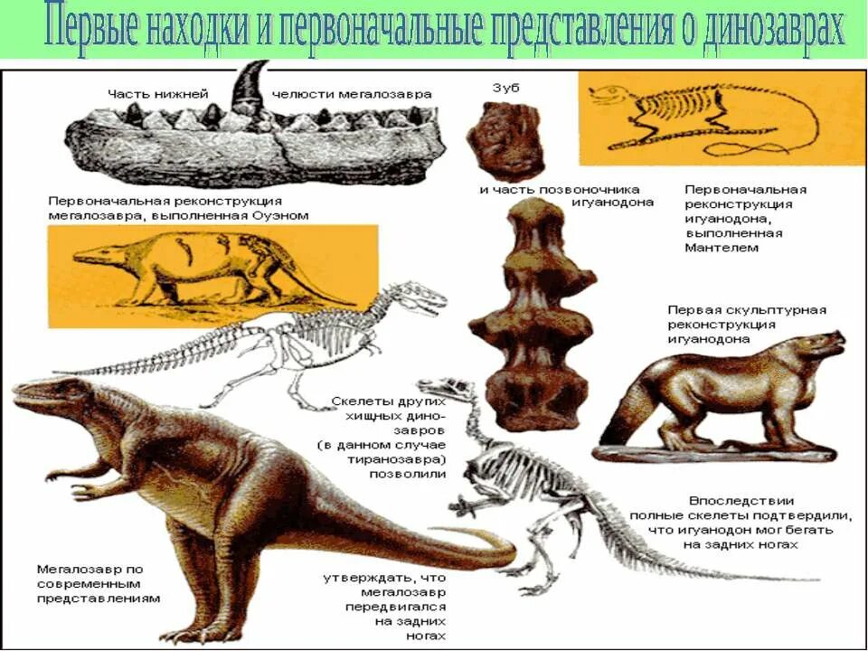 Динозавры развитие. Эволюция жизни на земле. Происхождение динозавров. Развитие динозавров на земле. Первые представления о динозаврах.