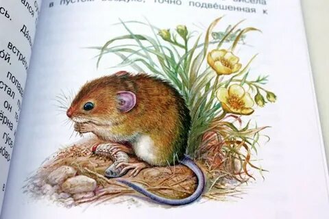 Рассказ про мышонка