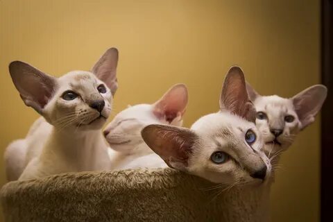 Котята ориенталы