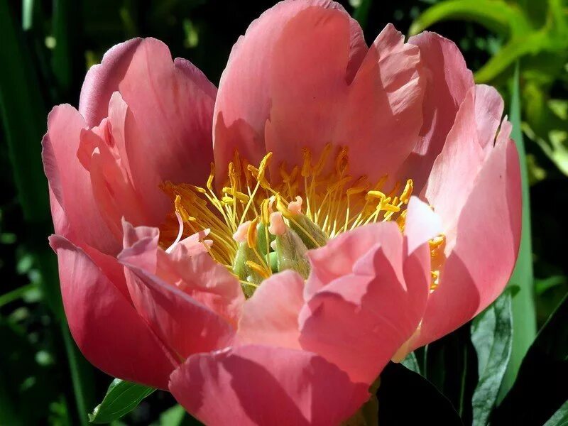 Пион корал чарм. Пион молочноцветковый корал чарм. Пион молочноцветковый корал чарм. Пион травянистый корал шарм. Paeonia 'coral charm'.