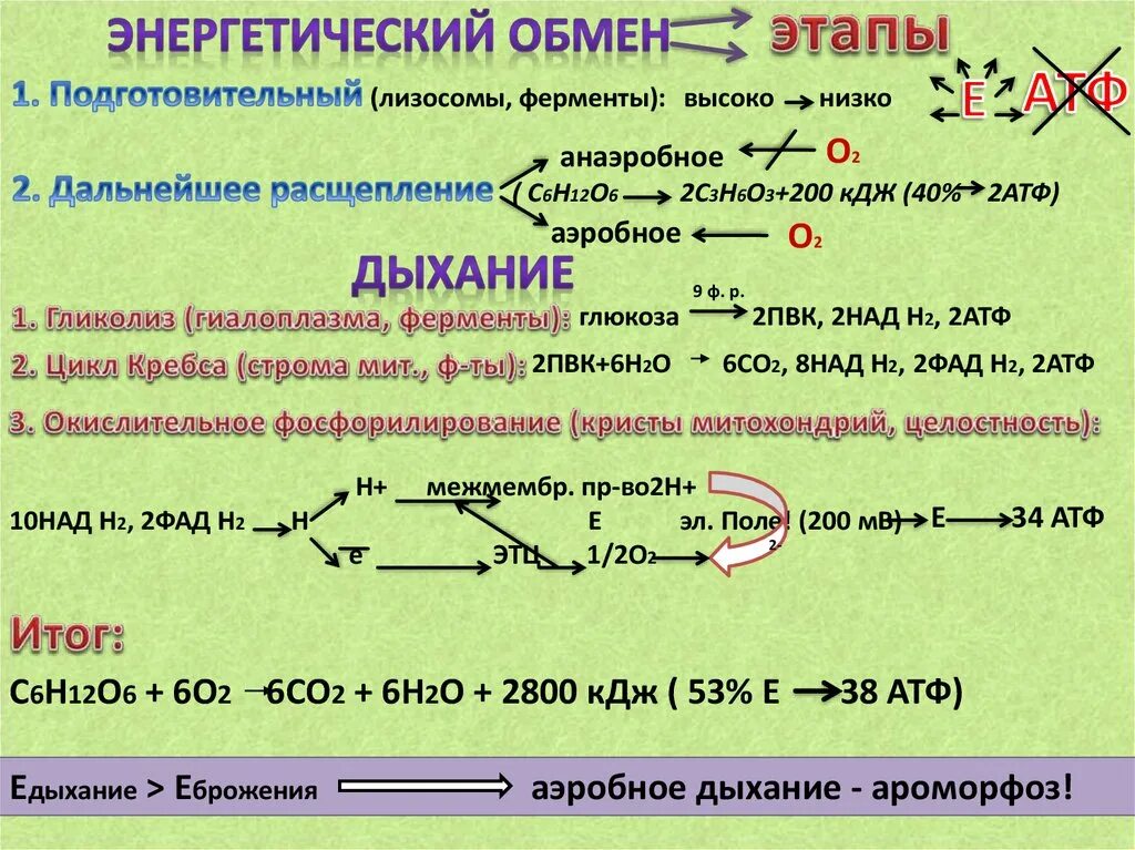 Энергетический обмен катаболизм .этапы обмена. Этапы энергетического обмена гликолиз. Подготовительный этап энергетического обмена. Ферменты энергетического обмена.