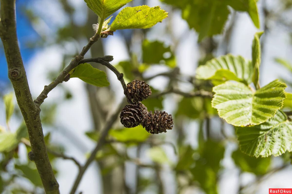 Файл:Alnus glutinosa 004.jpg - Викисловарь