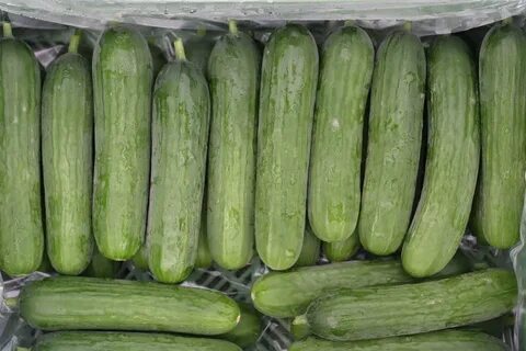 Cucumbers - SUNSET Grown. All rights reserved.