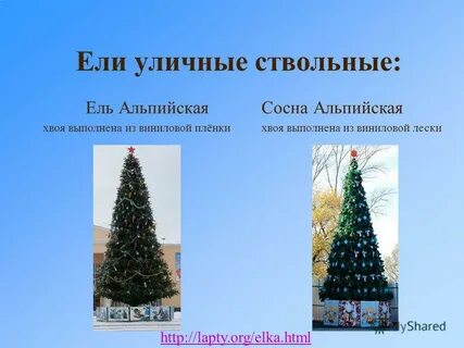 Сколько живет ель