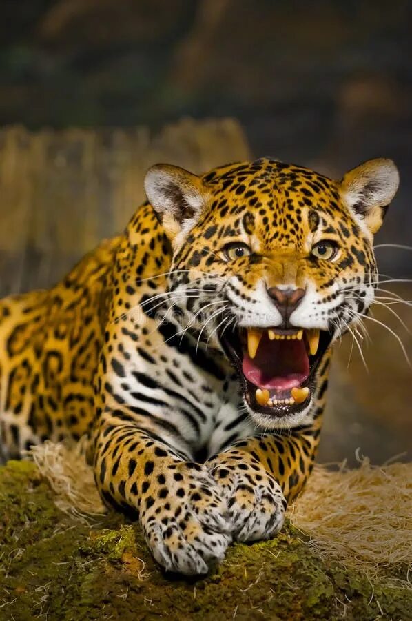 Роаринг леопард тандерболт. Фотообои Дикие кошки. Jaguar Roaring. Золотой Ягуар фото. Ягуар в темноте.