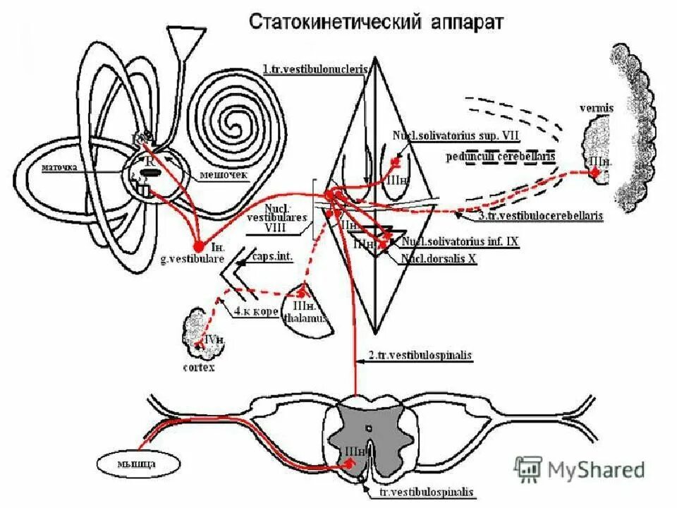 Проводящий путь вестибулярного анализатора схема. Схема статокинетического анализатора. Проводящий путь вестибулярного (статокинетического) анализатора. Схема слухового и статокинетического анализаторов. Проводящий путь органа слуха