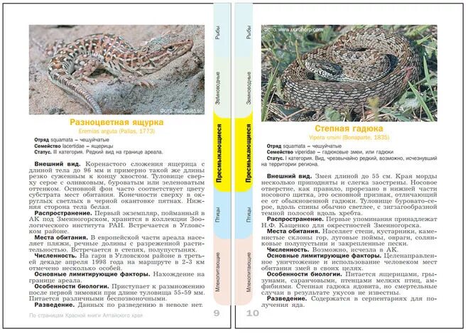 красная книга алтайского края животные алтайского края. дикие животные алтайского края описание. красная книга алтайского края животные и растения. животное из красной книги алтайского края сообщение. красная книга алтайского края книга животные.