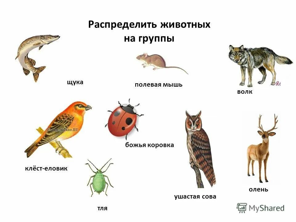 Назовите животное тест. Животные группы животных. Распределить животных по группам. Распределить животных по классам. Распредели животных на группы.