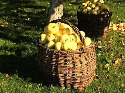 Осенью собрали яблоки желтые и зеленые 36