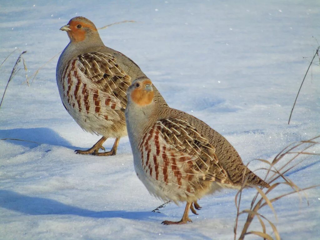 Серая куропатка (Perdix Perdix). Серая куропатка птица. Курообразные куропатка. Степная серая куропатка.