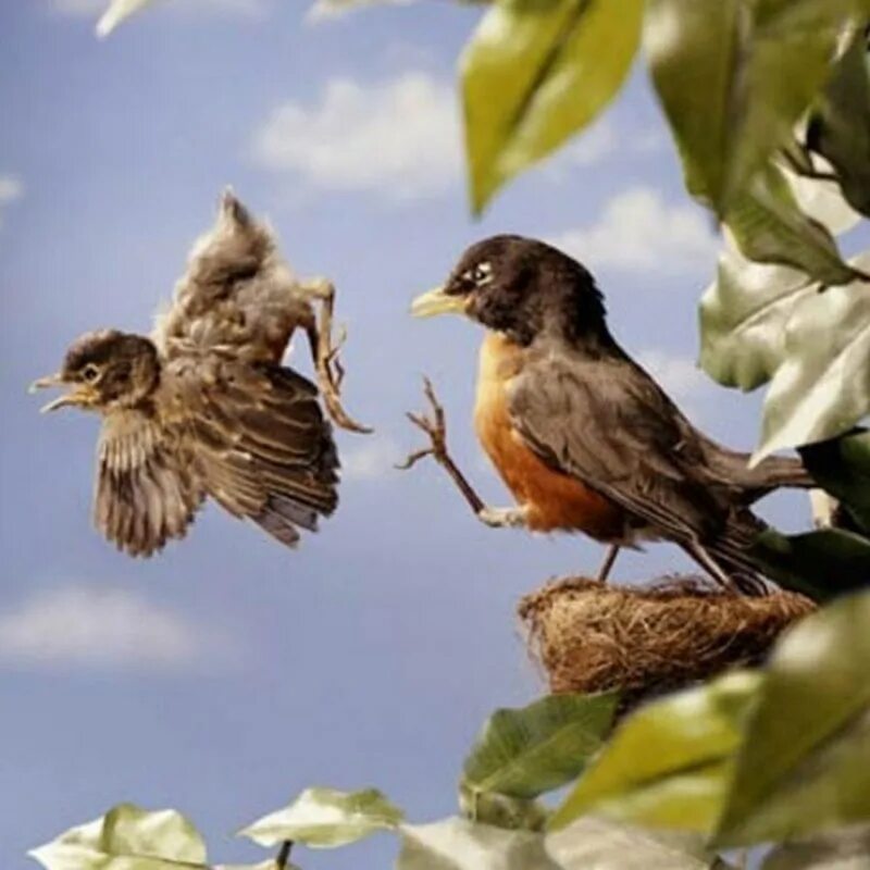 Первый полет птенца. Первый полет птенца из гнезда. Птенчик вылетел из гнезда. Птицы учат летать птенцов.