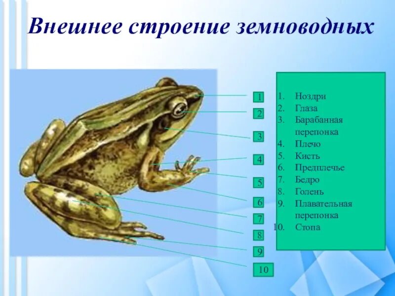Плавательные перепонки у земноводных. Строение земноводных. земноводные внешнее строение. наружное строение земноводных. внешнее и внутреннее строение земноводных.