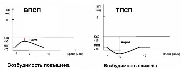 Пороги времени 1. Механизмы формирования ВПСП И ТПСП физиология. График ВПСП И ТПСП физиология. Ионный механизм формирования ТПСП схема. Ионные механизмы развития ВПСП И ТПСП.