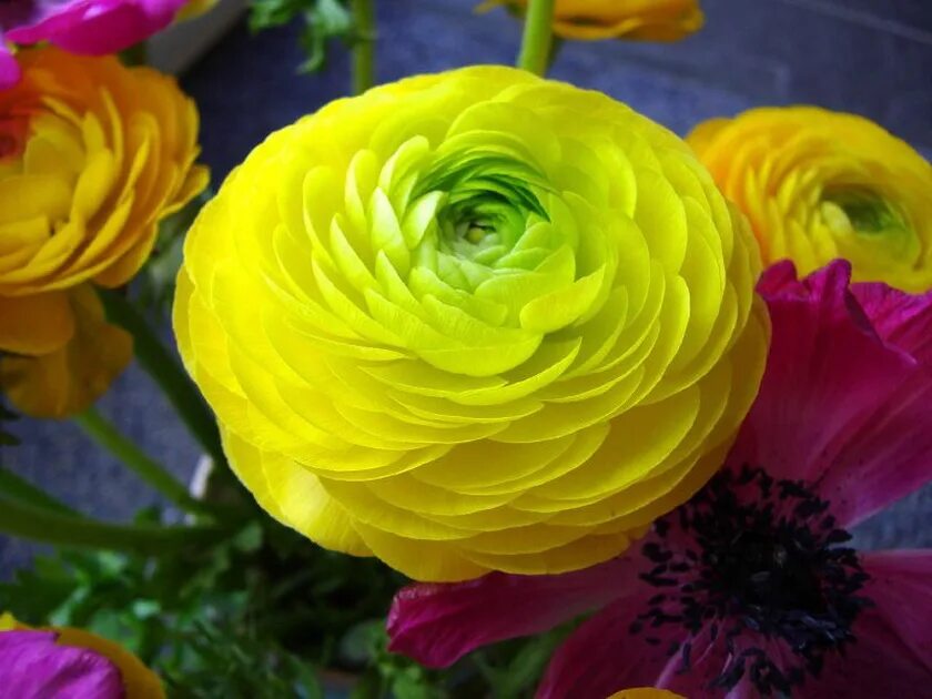 Лютик полевой розовый. Какого цвета лютики. Садовый лютик ранункулюс. Лютик ранункулюс. Какого цвета лютики.