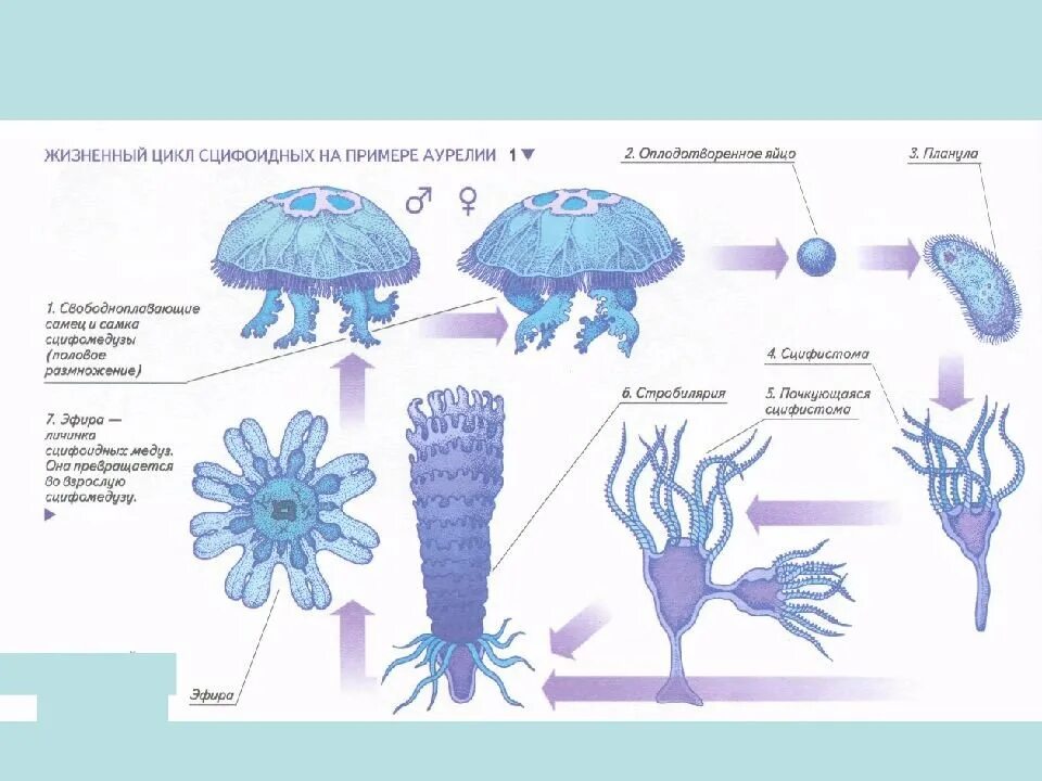 Цикл развития сцифоидной медузы. Цикл развития сцифоидной медузы схема. Жизненного цикла медузы Аурелии ушастой.
