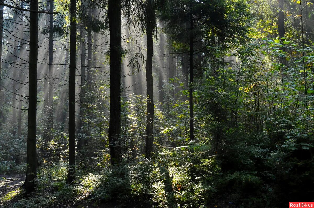 В лесу 2015. Тайга Санкт-Петербург лес. Лес под Питером. Эстетика осиновой роще. Питер фото лес.