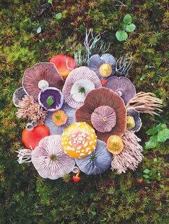 jill bliss forages flora to form magical mushroom medleys.