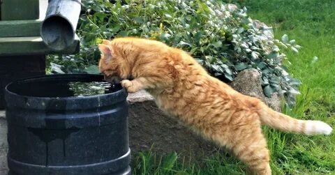 Кот на бочке