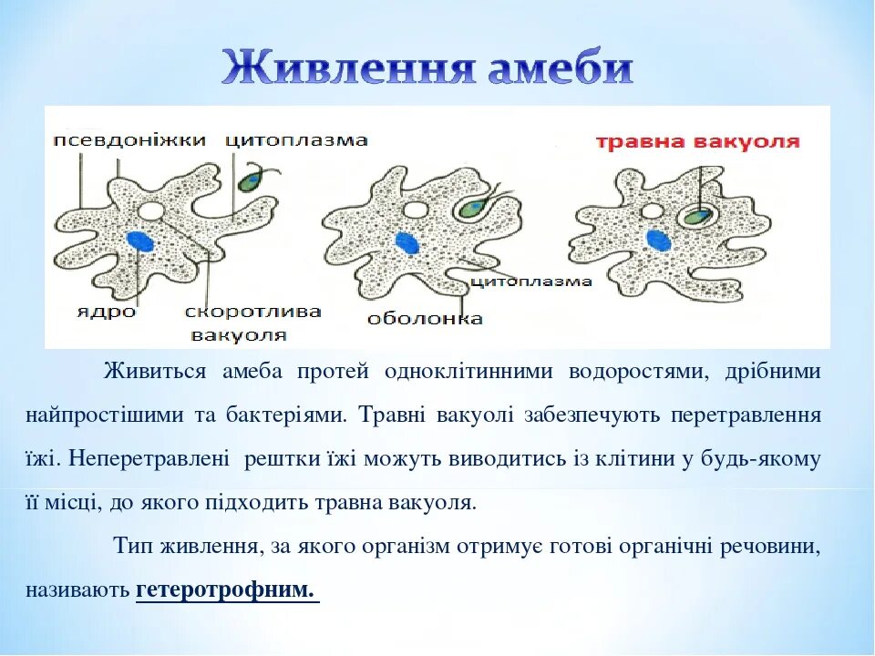 Амеба обыкновенная процессы