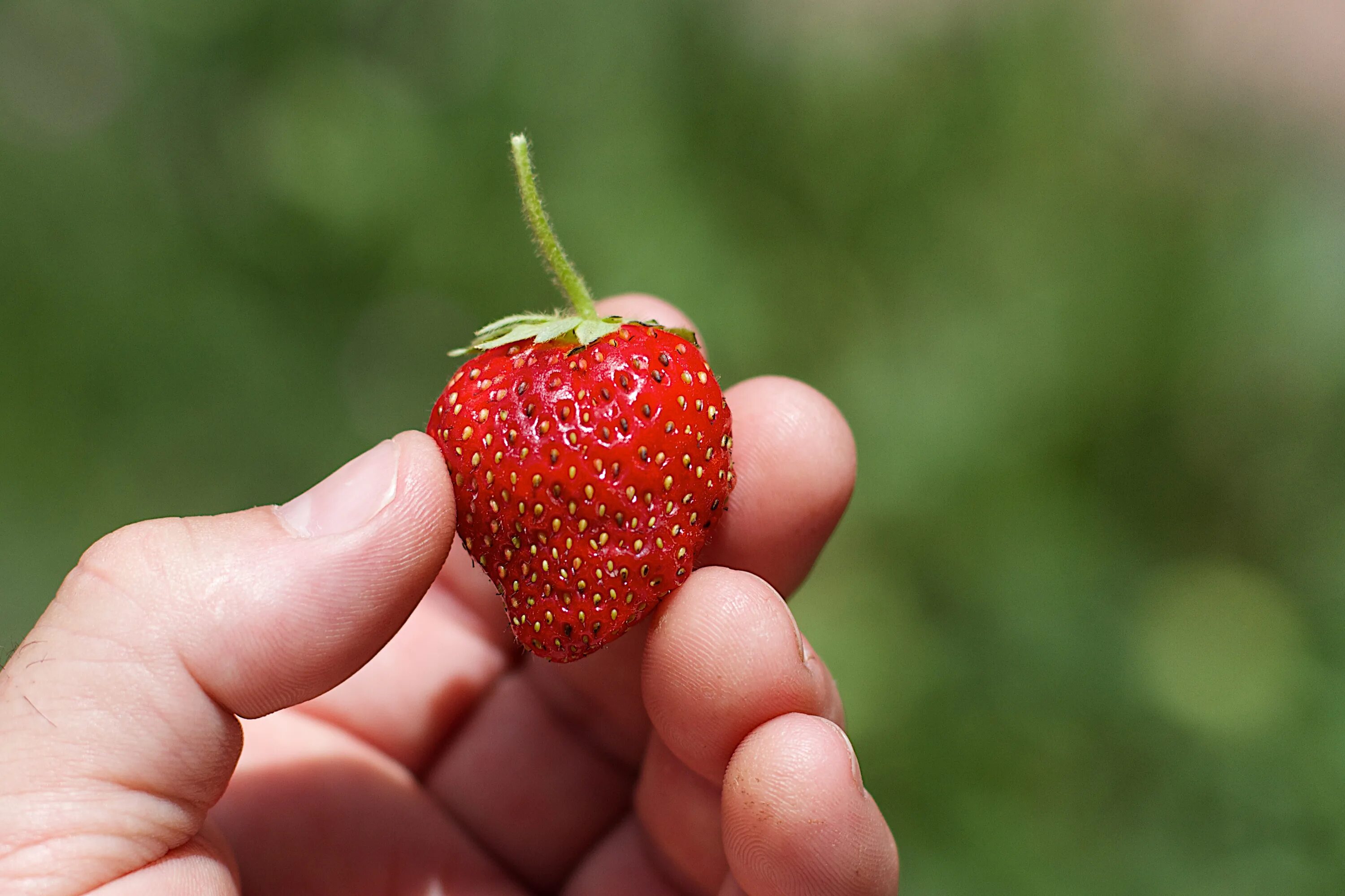 Плод клубники. Сорт клубники великан. Клубника блэк свон. Семена крупной клубники. Клубника из семян.