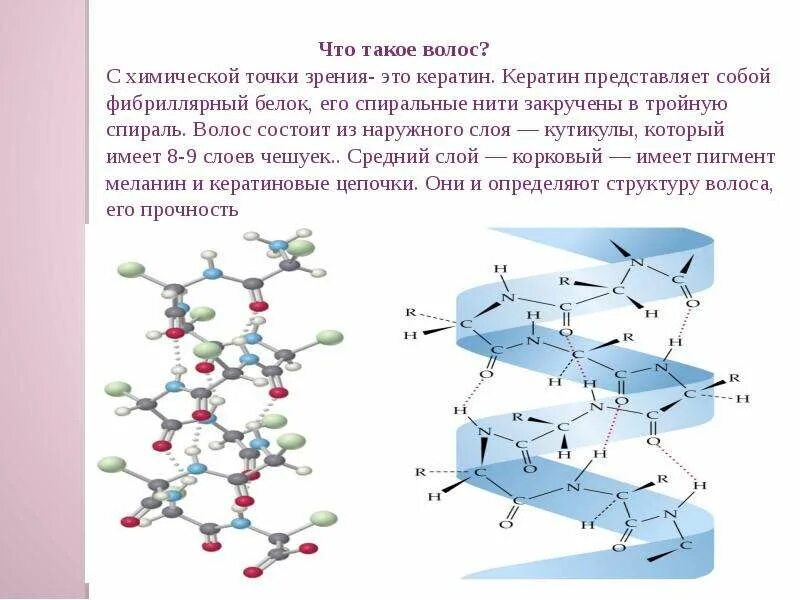 Строение волоса меланин. Из чего состоит кератин. Внутреннее строение волоса человека. Кортекс кератин. Из чего состоит кератин.